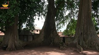 Mysteries: 3 Trees With 1 Root At Obu Gad In Biafra Land Since 2960 B.C.