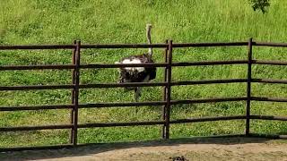 千葉市動物公園のダチョウ