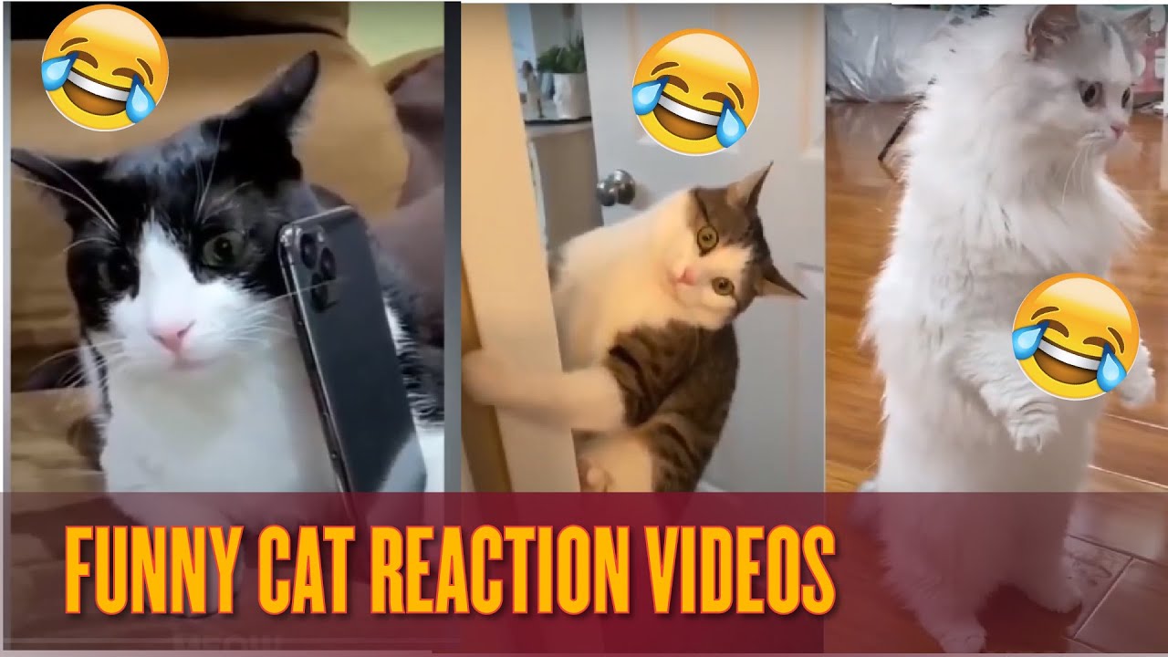 Funny Cats Reactions Videos | The Fool - YouTube