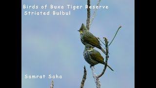 Striated Bulbul