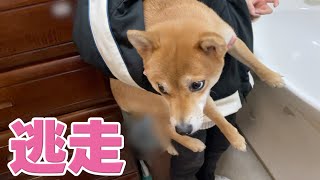 逃走して年始から大騒動　柴犬小夏