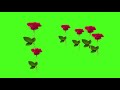 Falling ROSE flower green screen/animation Rose flower Rain on green screen