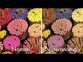 How Color Blindness Works