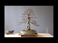 bonsai viewing stones