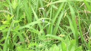 カバイロシジミ / Glaucopsyche lycormas　北海道積丹半島　2017/06/27 Shakotan Hokkaido, butterfly of Japan