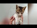 低头等大死亡的猫咪 我和流浪猫的故事 流浪猫 猫咪 治愈猫咪