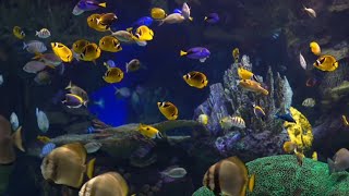 Aquarium fish sound with relaxing music (No Copyright) free download