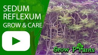 Sedum reflexum - grow \u0026 care ( Ground cover plant)