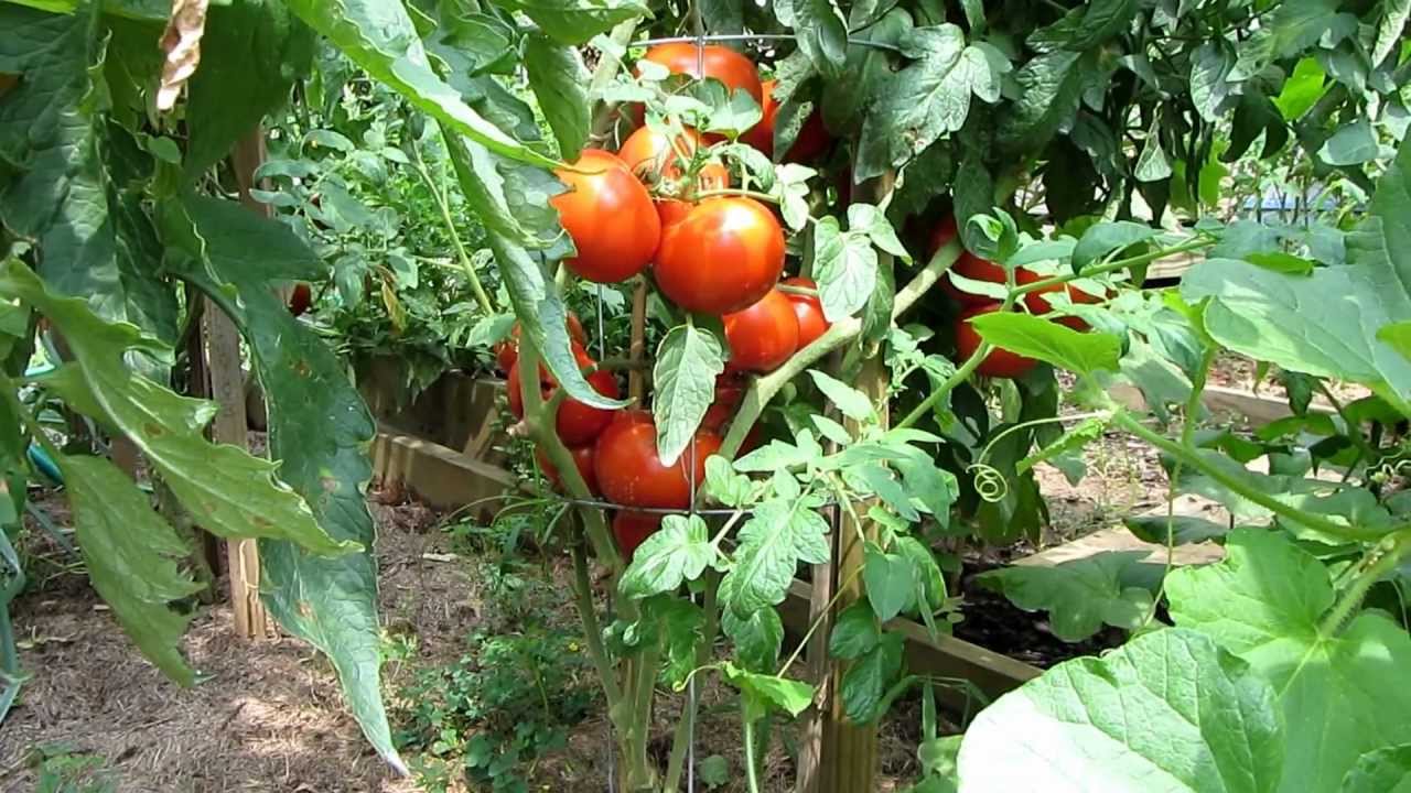 Tomato Plant Profile: The 'Homestead' Heirloom Tomato - TRG 2011 - YouTube