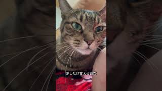 ずっと見てくる#猫 #野良猫から家猫へ #猫のいる暮らし #近距離ねこ #こんぱち