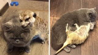 Meerkat And Cat Become Best Friends