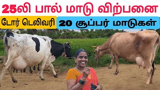 தமிழ்நாட்டில் யாரும் தர முடியாத குறைந்த விலையில் / தரமான பால் மாடு விற்பனை #பசுமாடு #cowsale #maadu