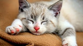 Tiếng mèo con kêu gọi mẹ gọi bạn kêu đói - Kittens meowing