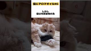 【猫にアロマオイルはNG】#雑学#猫かわいい#猫おもしろい#猫動画#スコティッシュフォールド#Cat#Shorts