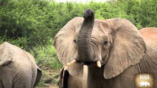 Watch African elephants getting dirty | Rhino Africa