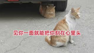 #喵了个喵 #捕捉一只小可爱  #流浪猫 #瞧这小眼神