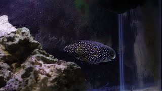 Feeding my new Marine Betta!