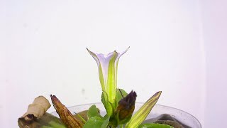 ツルリンドウの開花（花の開花＃568）/ Flowering Tripterospermum iaponicum (Timelapse)