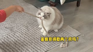 猫：没有一口猫粮是白吃的……