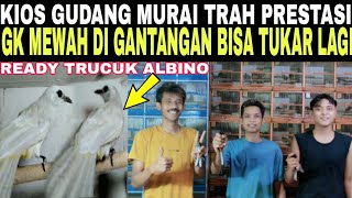 KIOS GUDANG MURAI BATU (TRAH PRESTASI) GK MEWAH DI GANTANGAN BISA TUKAR LGI DI PASAR BURUNG PRAMUKA