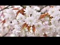 有名な桜、名もなき桜、一期一会の桜を訪ねる【自然風景】cherry blossoms