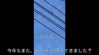 つばめが今年もやってきました。