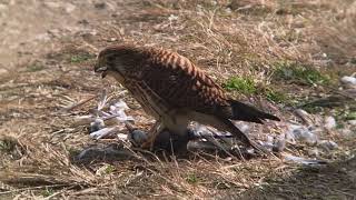 ハクセキレイを捕食するチョウゲンボウ