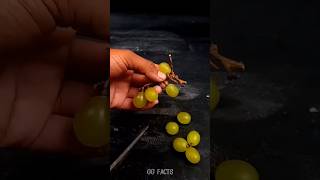 घर में अंगूर का पेड़ कैसे उगाएं 😲 | #graps #shorts #angoor #fruit