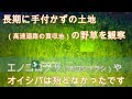 神奈川県・厚木市・愛川町・鳶尾山　長期に手付かずの土地の野草を観察しました