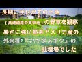 神奈川県・厚木市・愛川町・鳶尾山　長期に手付かずの土地の野草を観察しました