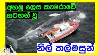 අහඹු ලෙස කැමරාවට හසු වූ රූපරාමු..😮😮 |¥ Random camera footage ..