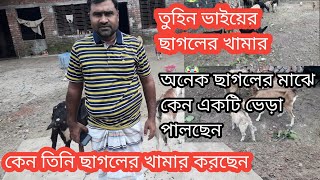 তুহিন ভাইয়ের ছাগলের খামার।।কেন গরুর পাশাপাশি ছাগলের খামার করছেন?কেন ছাগলের খামারে একটি ভেড়া পালছেন?