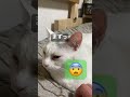 指ぺろ 猫のいる暮らし 猫 cat ねこ shorts