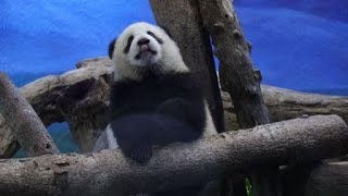 20210102 要看圓寶需趁早 棲架十分鐘睡倒 Giant Panda Yuan Yuan \u0026 Yuan Bao