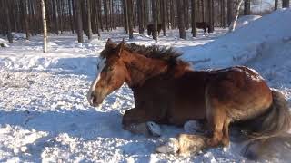 ノースポールステブル2021　玉バチでの圧雪と仕事終えた馬達