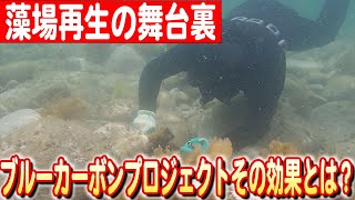 【海を救う行動】鳥取から始まる、藻場を再生させる環境保護活動！日本財団 海と日本PROJECT in とっとり 2024 #03