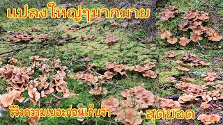 เก็บเห็ดดำป่านี้เยอะที่สุดปี21เเปลงๆดงเห็ดเลยจ้า🍄ต้องรีวิวความเยอะให้ชม🍄ใหญ่🍄สวยจริงๆตลอดทั้งคลิป👍🇫🇮