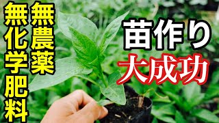 苗の選び方と無農薬無化学肥料で夏野菜を育苗するポイント【苗作り/自家採種/固定種/自給農/家庭菜園】