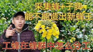 工蜂是怎么分工的？收集采集蜂加子脾，能急造王组成新蜂群吗