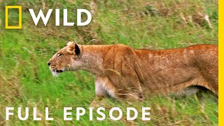 Eat, Prey, Kill (Full Episode) | Animal Fight Night