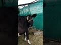 पिंटी का आख... shorts .. vlog .. minivlog .. animallover .. trendingshorts