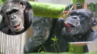 コイコ ４８歳になりました。　京都市動物園　チンパンジー　202501