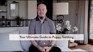 Your Ultimate Guide to Puppy Teething