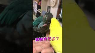 セキセイインコの一方通行な恋を冷静に受け流すウロコインコ