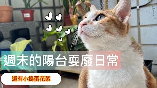 週末在陽台玩耍的小廢片｜自以為動物園NOT_A_ZOO