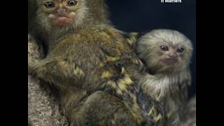 Smallest primate debuts at Vienna Zoo| CCTV English