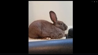 Rabbit Farts So Loud He  Scares Himself But Then Sucks It Back In