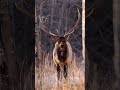 golden hour in the park a few nights ago. the bulls are still carrying their antlers elk bullelk