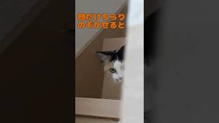 【三毛猫】顔だけちらりのぞかせたネコ#shorts  #可愛い猫 #cat