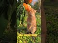 Good Morning Friends | @kousick2.0| #cute #rabbit #cutebaby #animals #orange #ytshorts #shorts